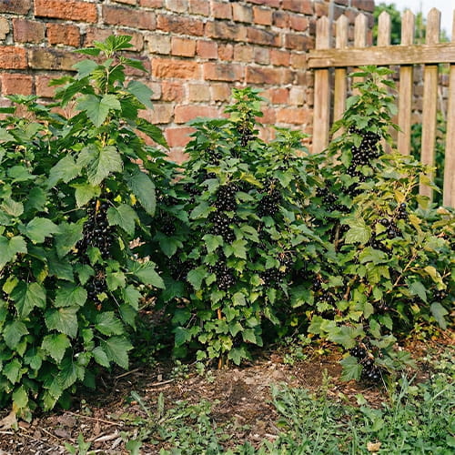 Currant Black Collection (3 bare-root plants) - for Sale Currant Black Collection (3 bare-root plants)