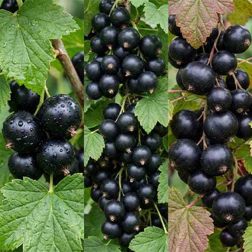 Currant Black Collection (3 bare-root plants) - for Sale Currant Black Collection (3 bare-root plants)