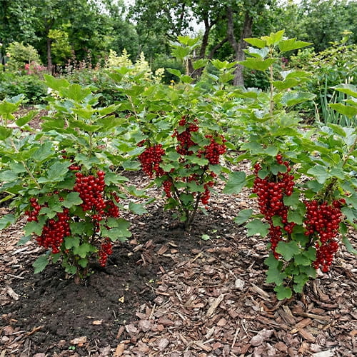 Currant Red Collection (3 bare-root plants) - for Sale Currant Red Collection (3 bare-root plants)