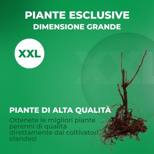 Black Currant Sofiyivska - for Sale Black Currant Sofiyivska