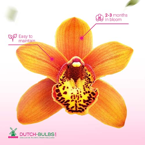 Cymbidium (Orchid) Majolica - for Sale Cymbidium (Orchid) Majolica