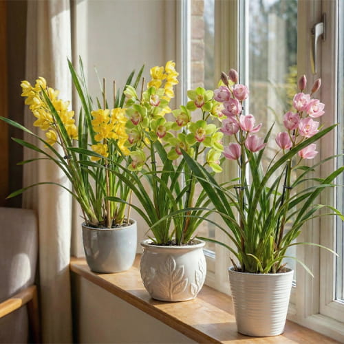 Cymbidium Orchids (Green+Yellow+Pink) - for Sale Cymbidium Orchids (Green+Yellow+Pink)