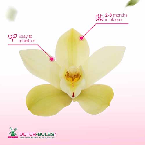 Cymbidium (Orchidea) Paddy - for Sale Cymbidium (Orchidea) Paddy
