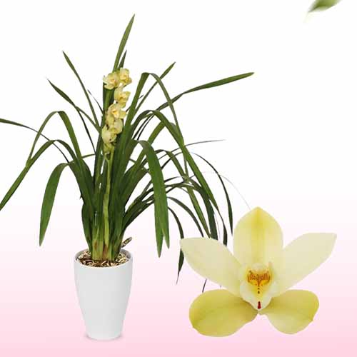 Cymbidium (Orchidea) Paddy - for Sale Cymbidium (Orchidea) Paddy