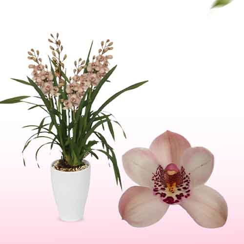 Cymbidium (Orchidee) Pretty Pink - for Sale Cymbidium (Orchidee) Pretty Pink