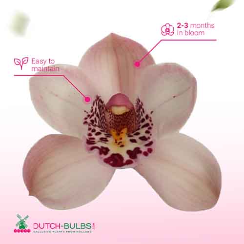 Cymbidium (Orchidee) Pretty Pink - for Sale Cymbidium (Orchidee) Pretty Pink