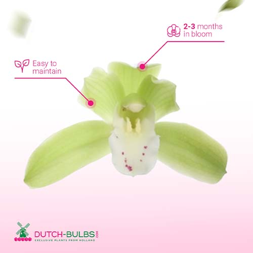 Cymbidium (Orchidee) Wild green - for Sale Cymbidium (Orchidee) Wild green
