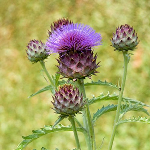 Cynara (cardunculus) - for Sale Cynara (cardunculus)