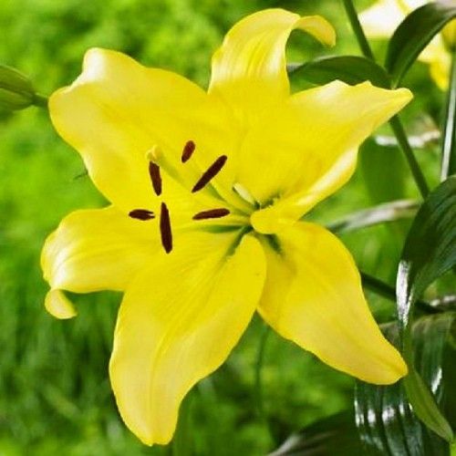 Lily (Lilium) Yellow Power