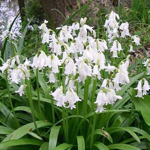 Hyacinthoides hispanica Alba Maxima - order online directly from Holland