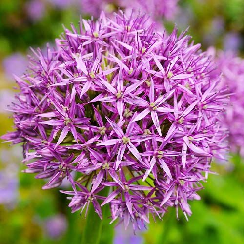 Allium aflatunense - order online directly from Holland