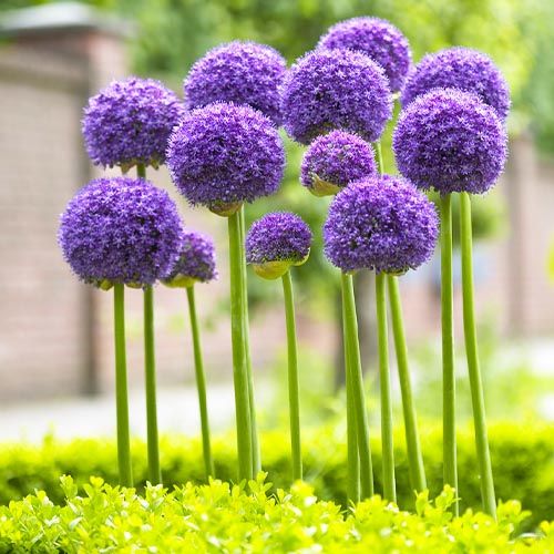 Allium Gladiator - order online directly from Holland