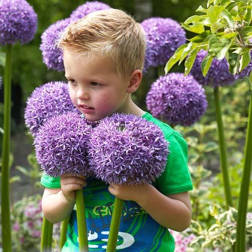 Allium Globemaster - zamów online bezpośrednio z Holandii