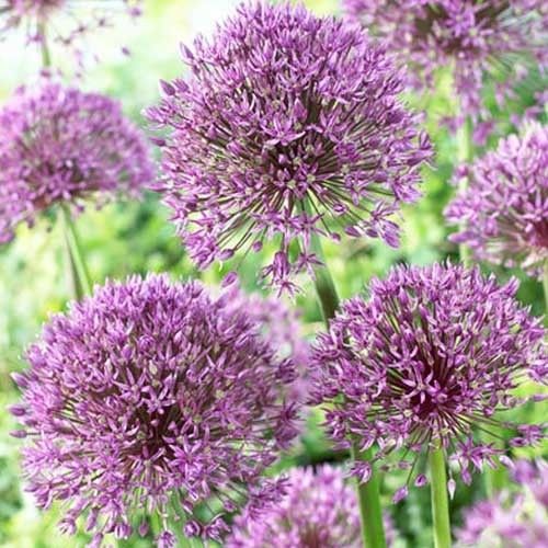 Allium Jackpot - order online directly from Holland