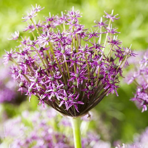 Allium Miami - order online directly from Holland