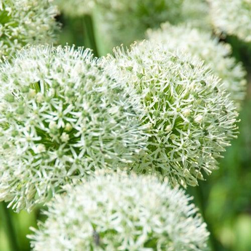 Allium Mont Blanc - order online directly from Holland