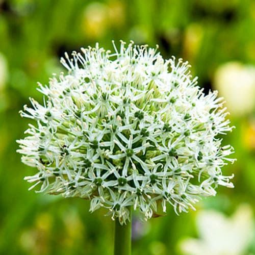 Allium Mount Everest - order online directly from Holland