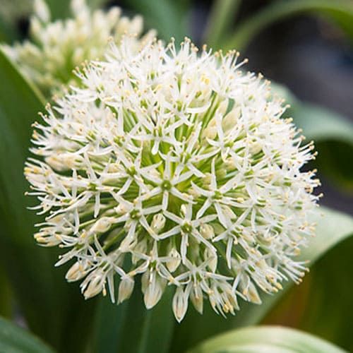 Allium Ping Pong - order online directly from Holland