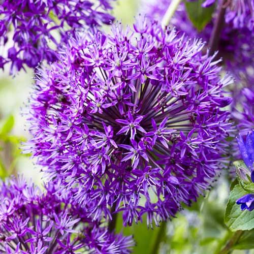 Allium Purple Sensation - commander en ligne directement depuis la Hollande