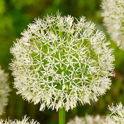 Allium White Giant - order online directly from Holland