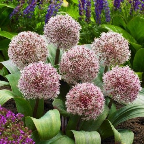 Allium Karataviense - zamów online bezpośrednio z Holandii