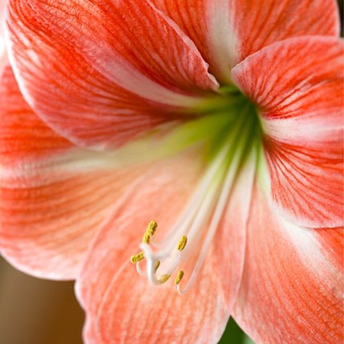 Amaryllis (Hippeastrum) Faro - order online directly from Holland