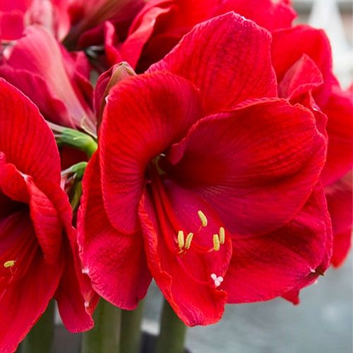 Amaryllis (Hippeastrum) Lilac Favourite - order online directly from Holland