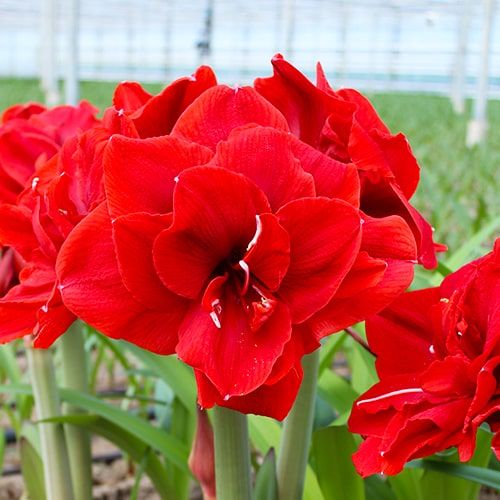 Amaryllis (Hippeastrum) Red Toro - order online directly from Holland