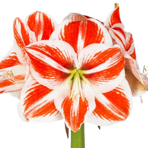 Amaryllis (Hippeastrum) Superstar - order online directly from Holland