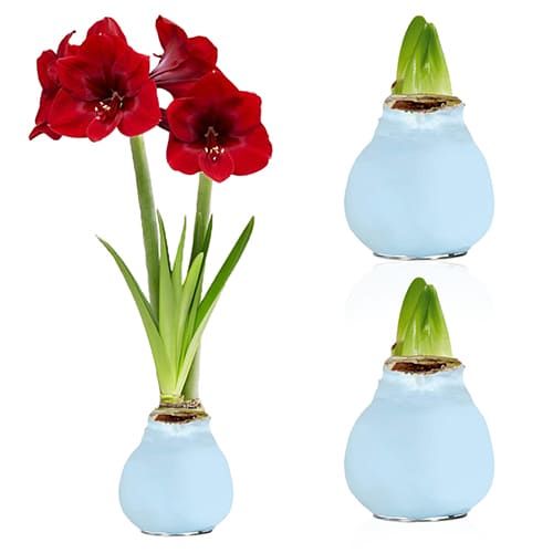 Blue Wax (2 Pieces) Amaryllis Bulb Collection