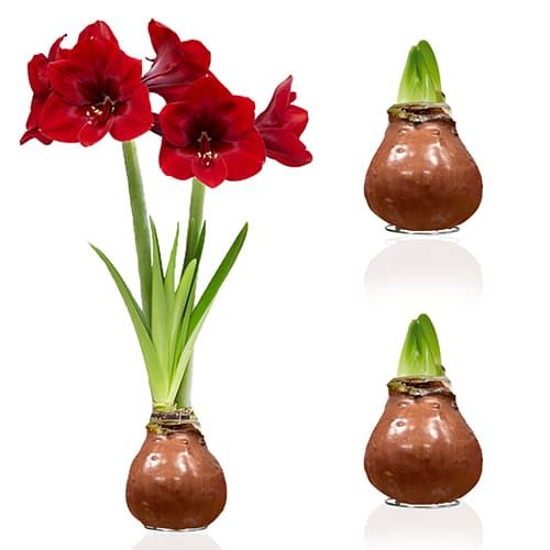 Dutch Bulbs Choco Wax Amaryllis Bulbs, 2 Wax Flower Bulbs