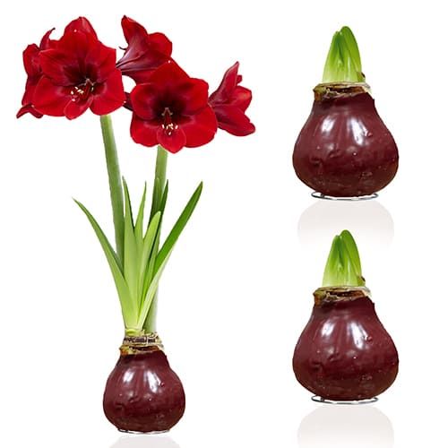 Dutch Bulbs Dark Red Wax Amaryllis Bulbs, 2 Wax Flower Bulbs