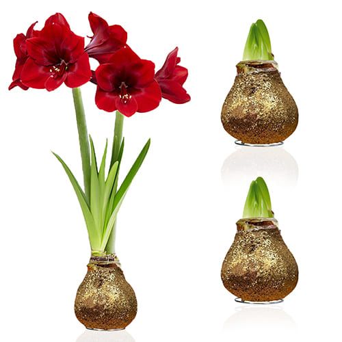 Dutch Bulbs Glitter Gold Wax Amaryllis Bulbs, 2 Wax Flower Bulbs