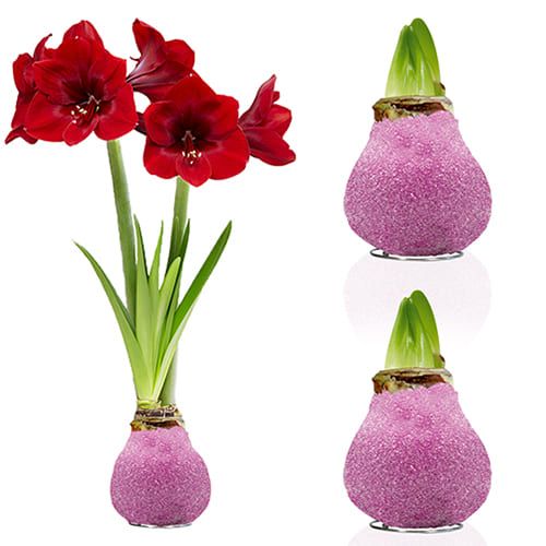Dutch Bulbs Glitter Pink Wax Amaryllis Bulbs, 2 Wax Flower Bulbs