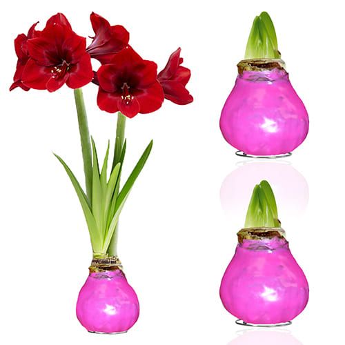Dutch Bulbs Pink Wax Amaryllis Bulb, 2 Bulbs