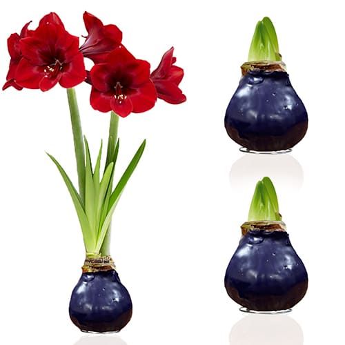 Dutch Bulbs Purple Wax Amaryllis Bulbs, 2 Wax Flower Bulbs