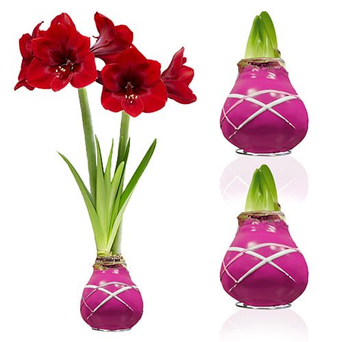Dutch Bulbs Striped Purple Wax Amaryllis Bulbs, 2 Wax Flower Bulbs