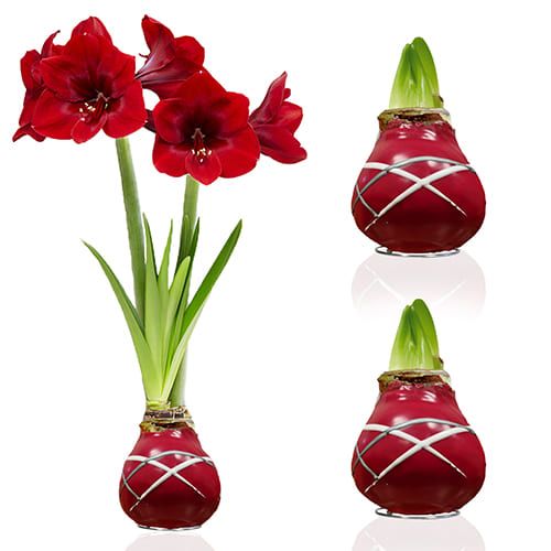 Dutch Bulbs Striped Red Wax Amaryllis Bulbs, 2 Wax Flower Bulbs