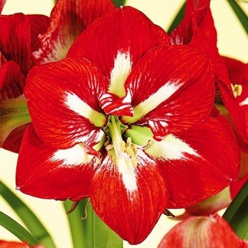 Amaryllis (Hippeastrum) Barbados - order online directly from Holland
