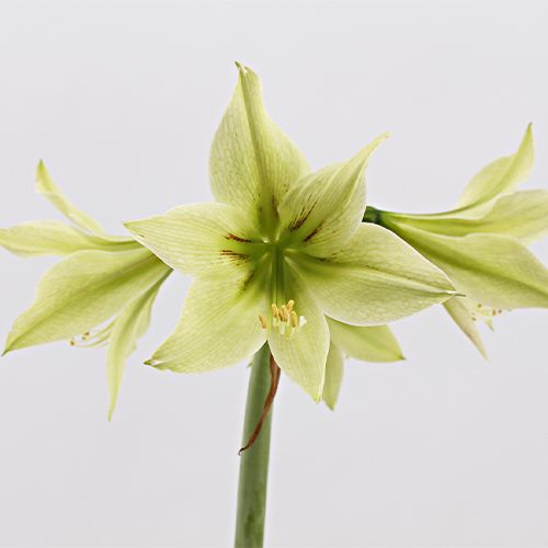 Amaryllis (Hippeastrum) Green Valley - order online directly from Holland