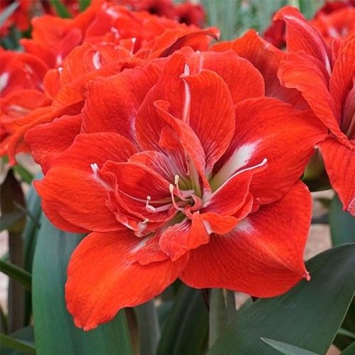 Amaryllis (Hippeastrum) Happy Nymph - order online directly from Holland