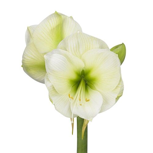 Amaryllis (Hippeastrum) Himalaya - order online directly from Holland