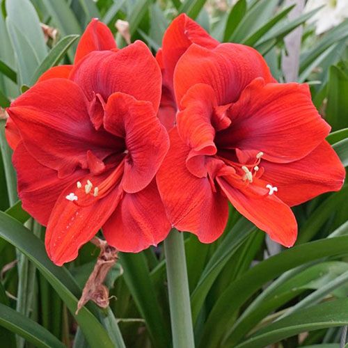 Amaryllis (Hippeastrum) Lion King - order online directly from Holland