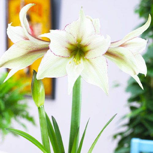 Amaryllis (Hippeastrum) Magic Green - order online directly from Holland