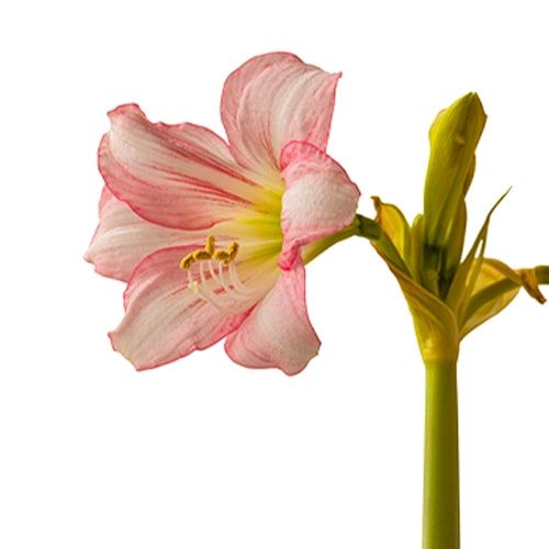 Amaryllis (Hippeastrum) Pink Beauty - order online directly from Holland