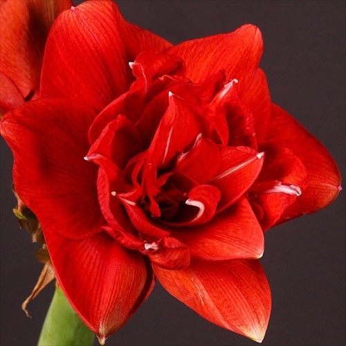 Amaryllis (Hippeastrum) Red Glory - order online directly from Holland