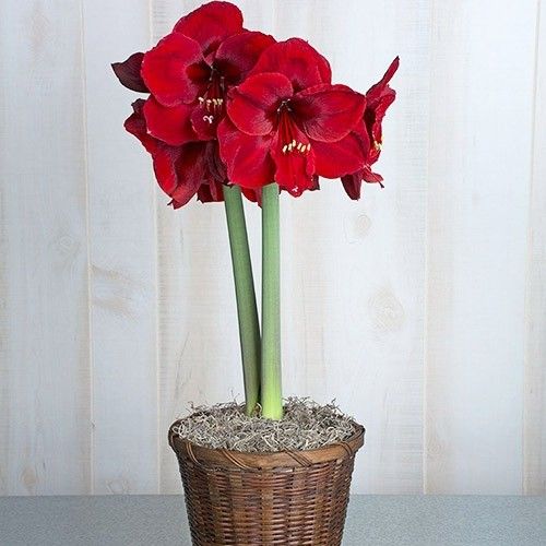 Amaryllis (Hippeastrum) Red Reality - order online directly from Holland