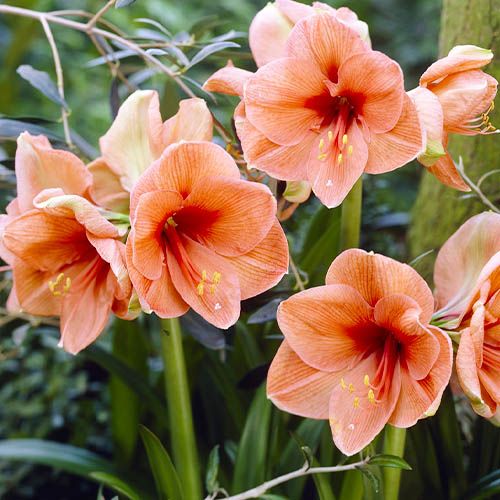 Amaryllis (Hippeastrum) Rilona - order online directly from Holland