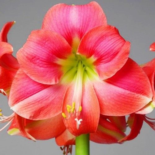 Amaryllis (Hippeastrum) Rosalie - order online directly from Holland
