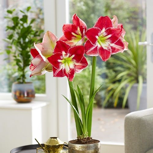 Amaryllis (Hippeastrum) Silver Dream - order online directly from Holland